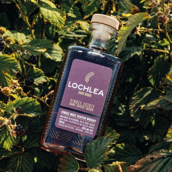 Lochlea Dark Briar - Image 3